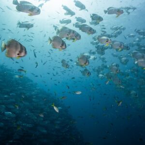 Huge school of fish at the premium dive site Sail Rock