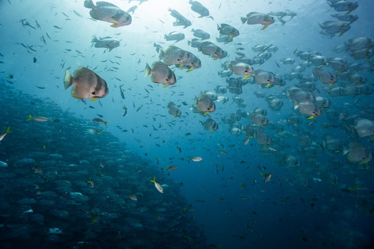 Huge school of fish at the premium dive site Sail Rock
