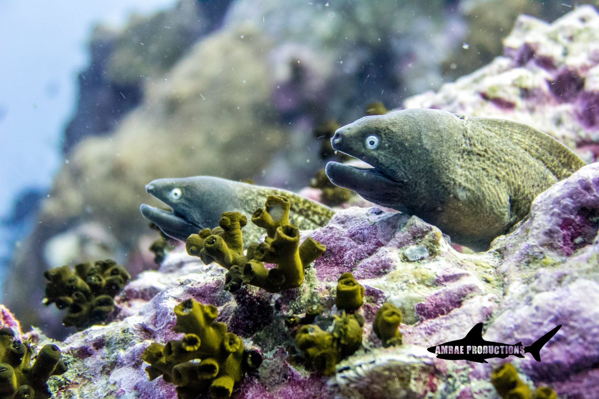 moray eels on koh tao