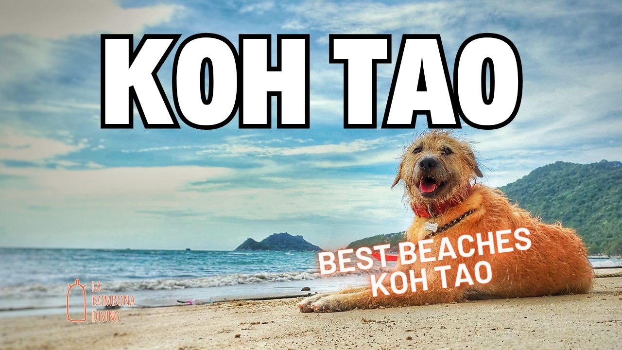 Best Beaches Koh Tao