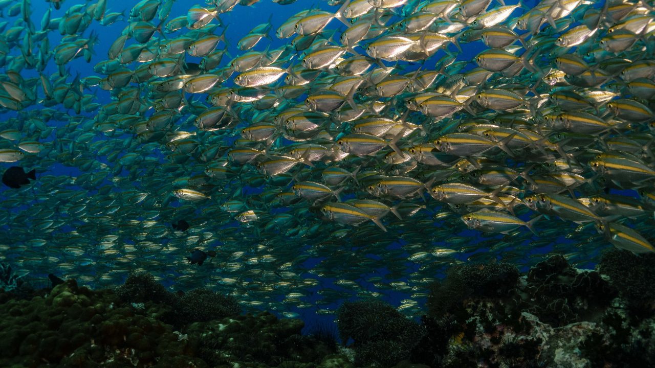 Scuba diving in Koh Tao waters