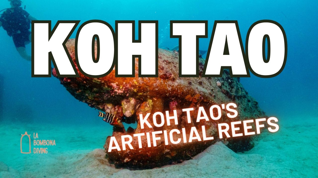 Koh Tao's Artificial Reefs