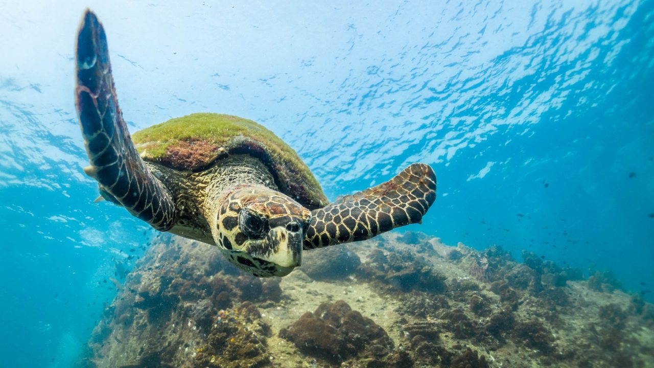 Sea turtle swimming in ocean