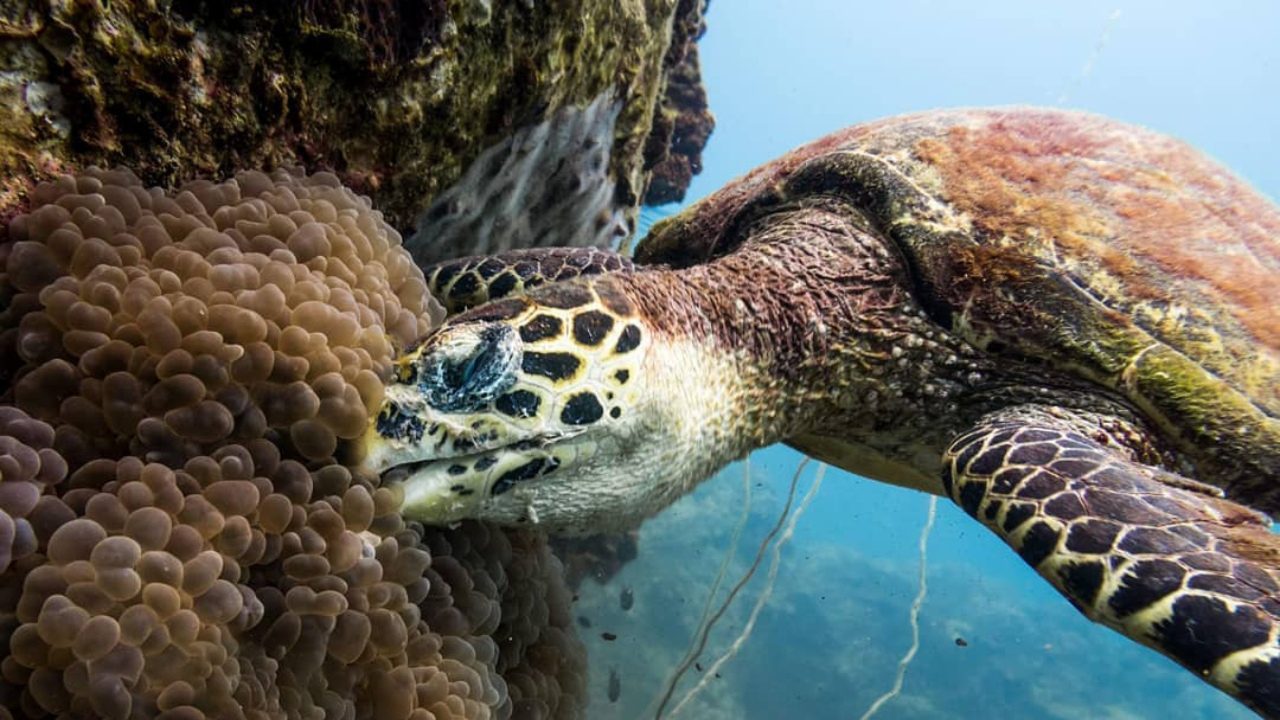Sea turtle with marine life on shell