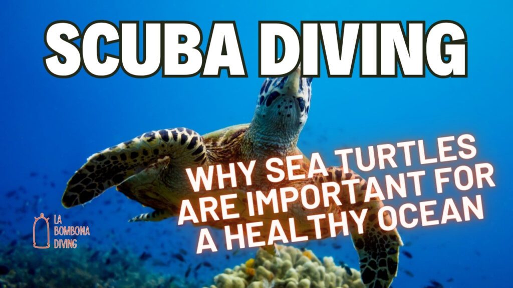 Why Sea Turtles Are Important For A Healthy Ocean