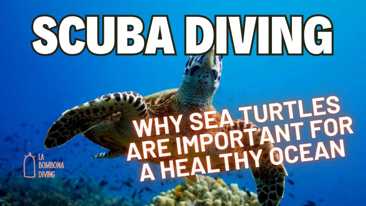 Why Sea Turtles Are Important For A Healthy Ocean