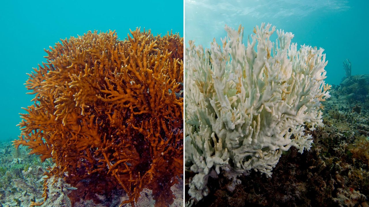 Healthy coral reef ecosystem