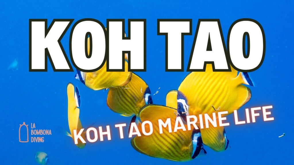 Koh Tao Marine Life