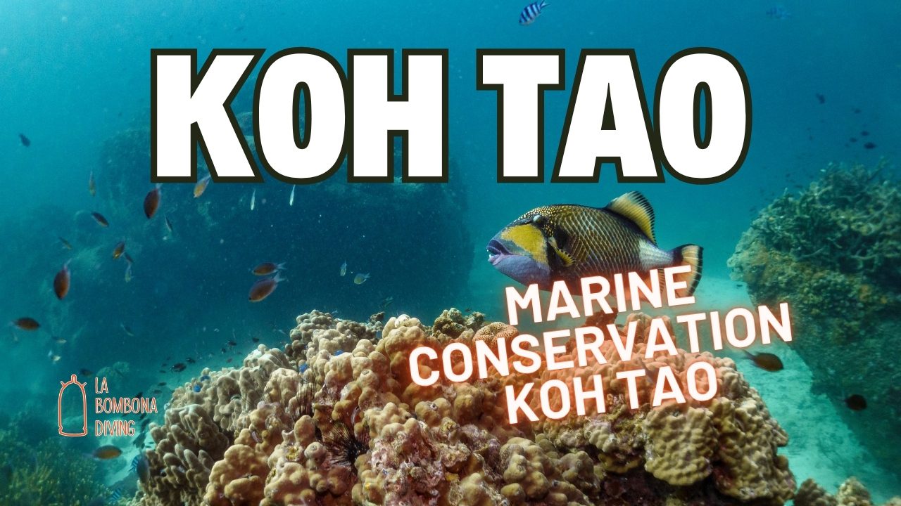 Marine Conservation Koh Tao
