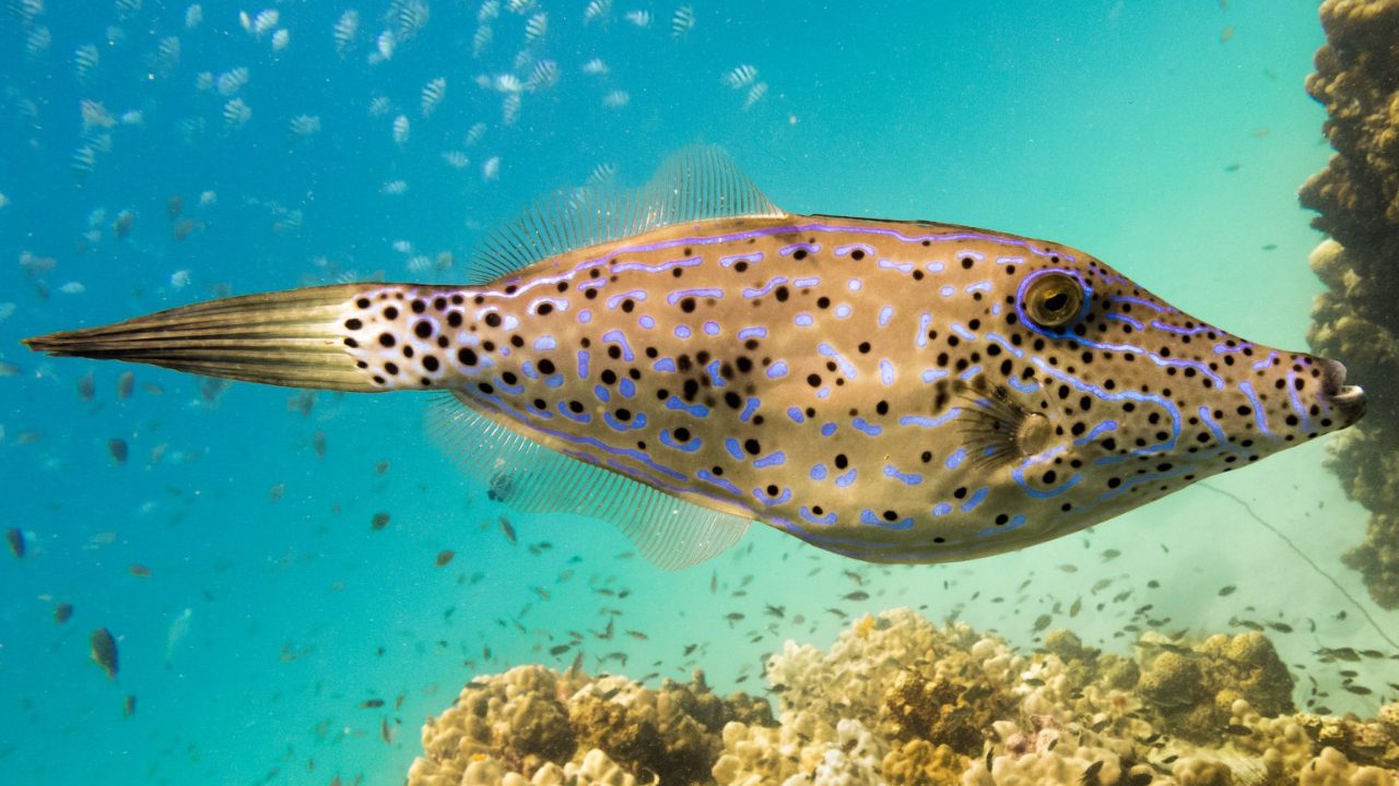 Koh Tao Marine Life Underwater Scene