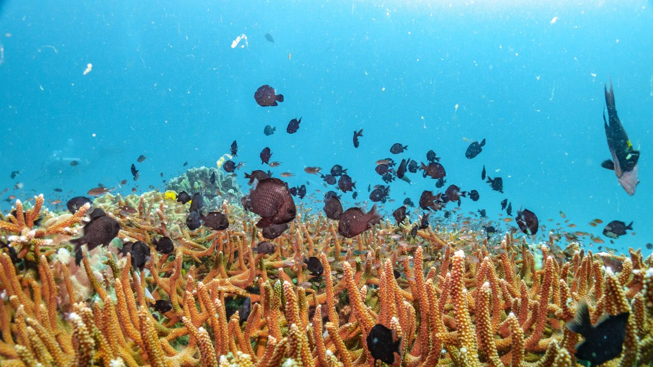 Diverse Marine Life Species in Koh Tao
