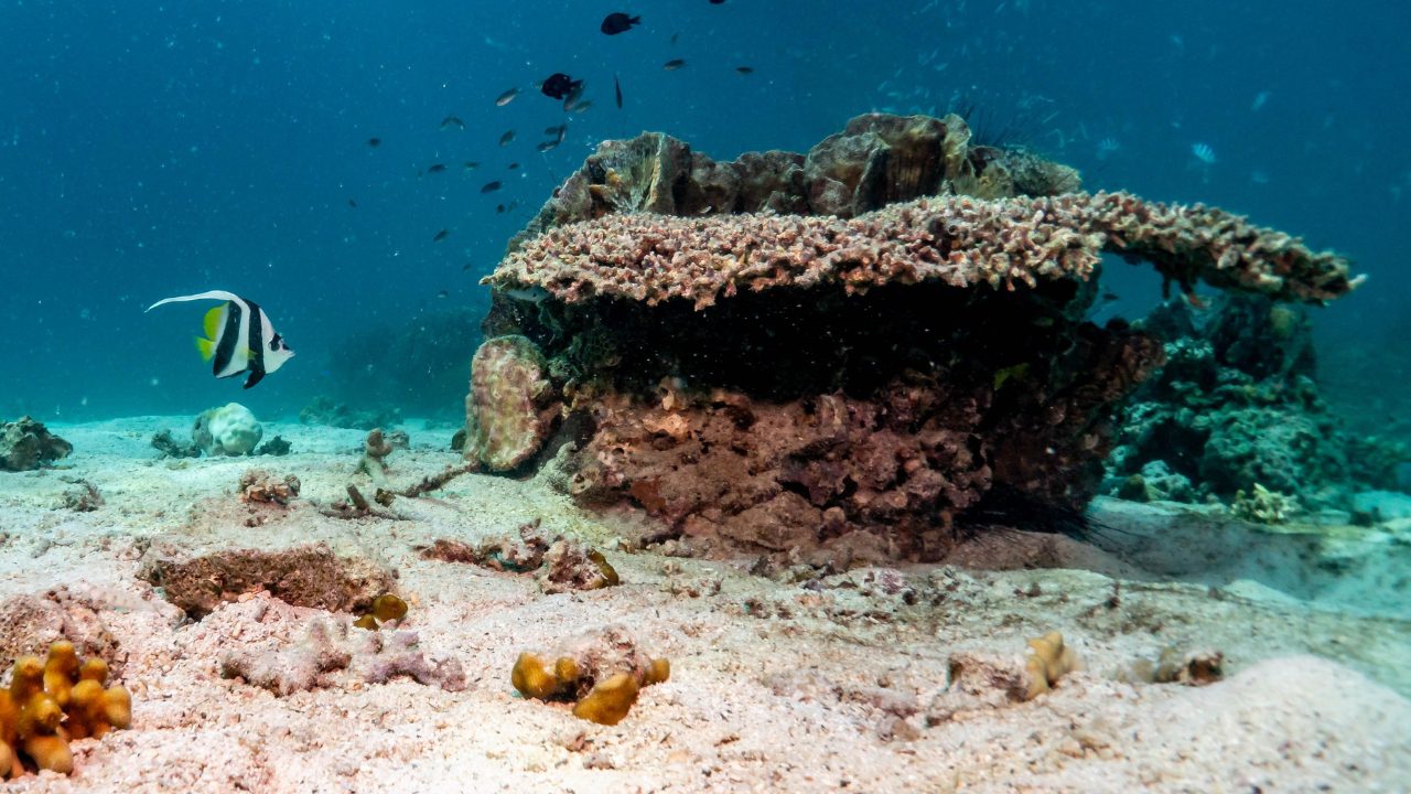Conservation initiatives protecting Koh Tao marine life
