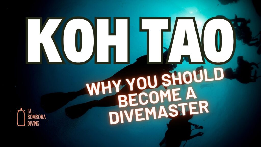 Why You Should Become A Divemaster