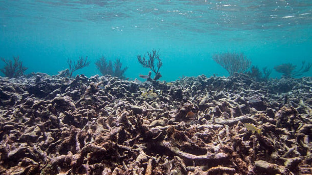 Coral conservation efforts underwater