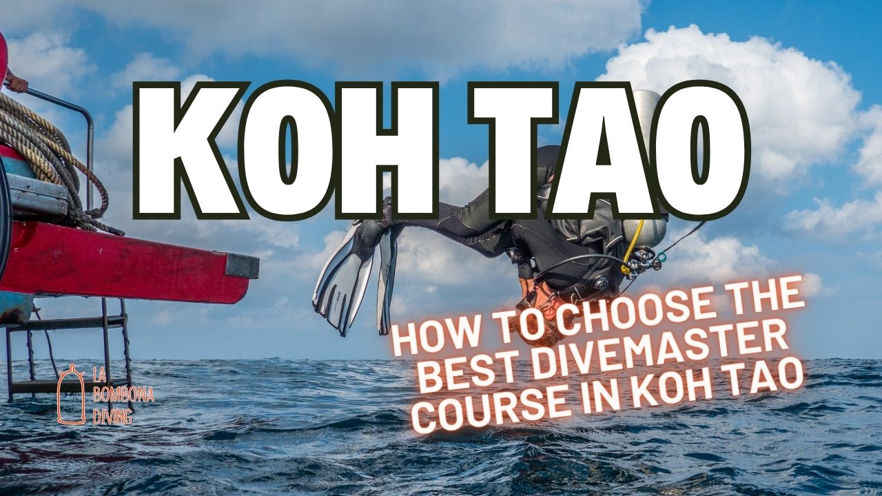 How to Choose the Best Divemaster Course in Koh Tao