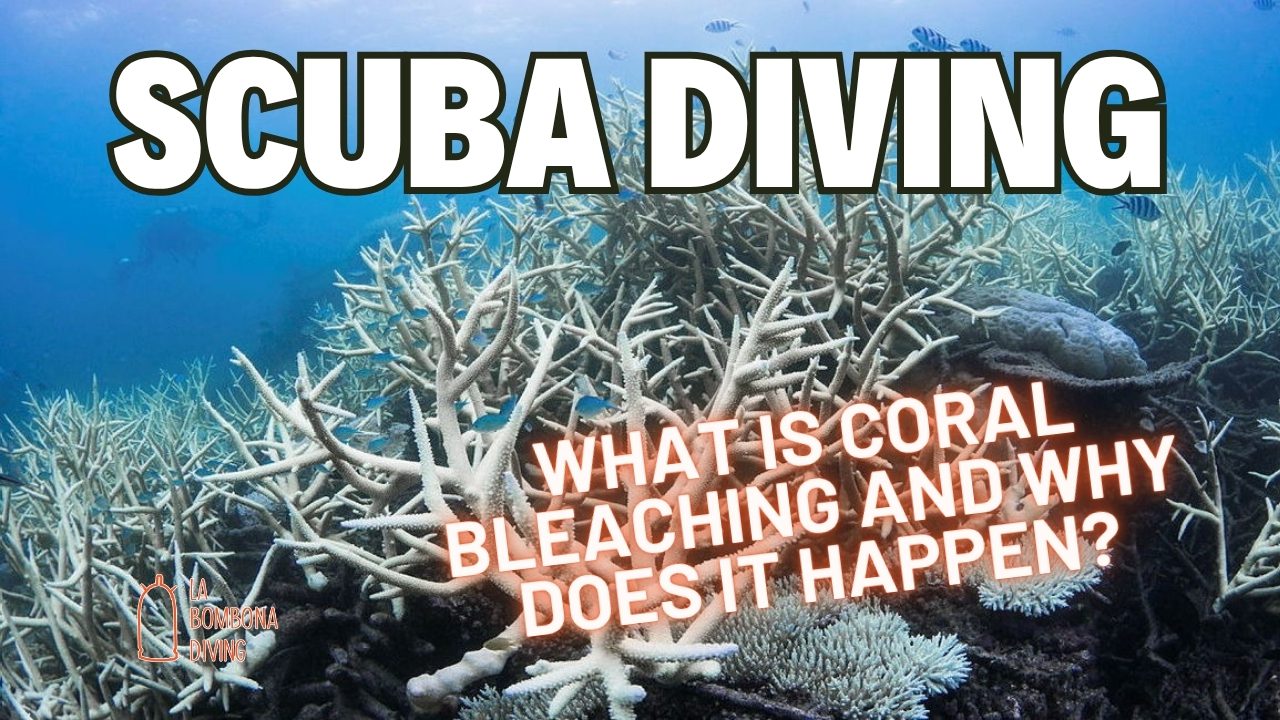 What Is Coral Bleaching And Why Does It Happen?