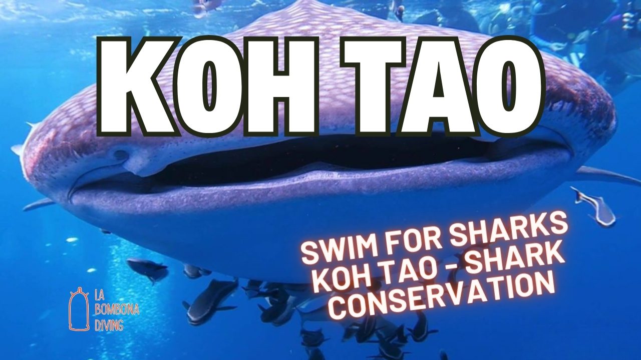 Swim For Sharks Koh Tao - Shark Conservation