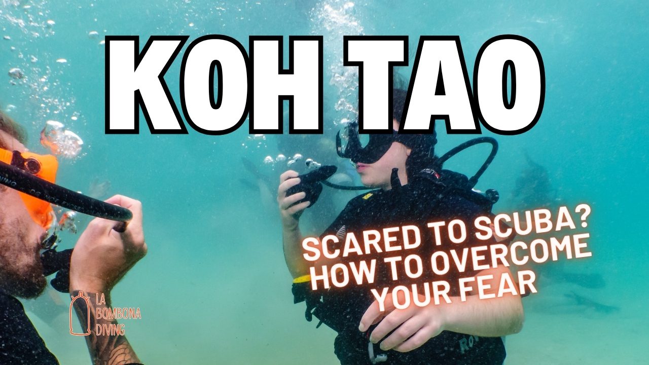 Scared To SCUBA? How To Overcome Your Fear