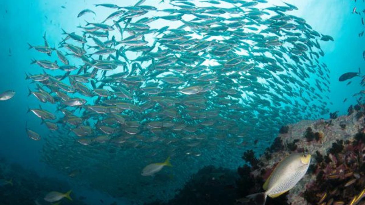 Advanced divers exploring deep dive sites around Koh Tao