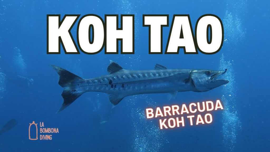 Barracuda Koh Tao