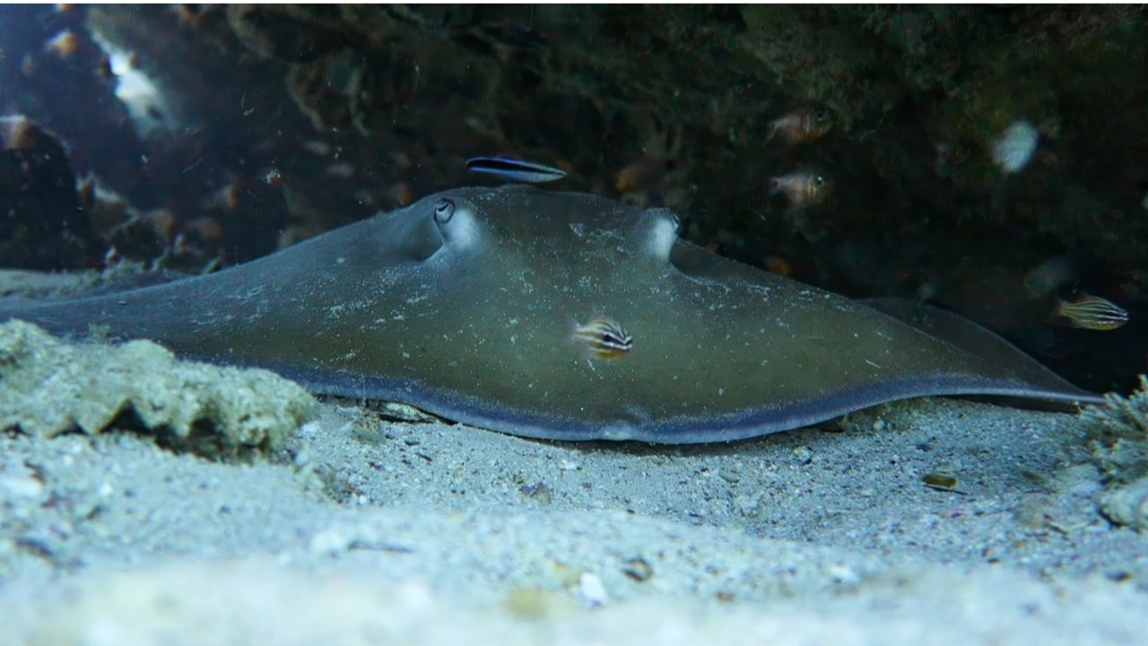 Jenkins whip ray encounter