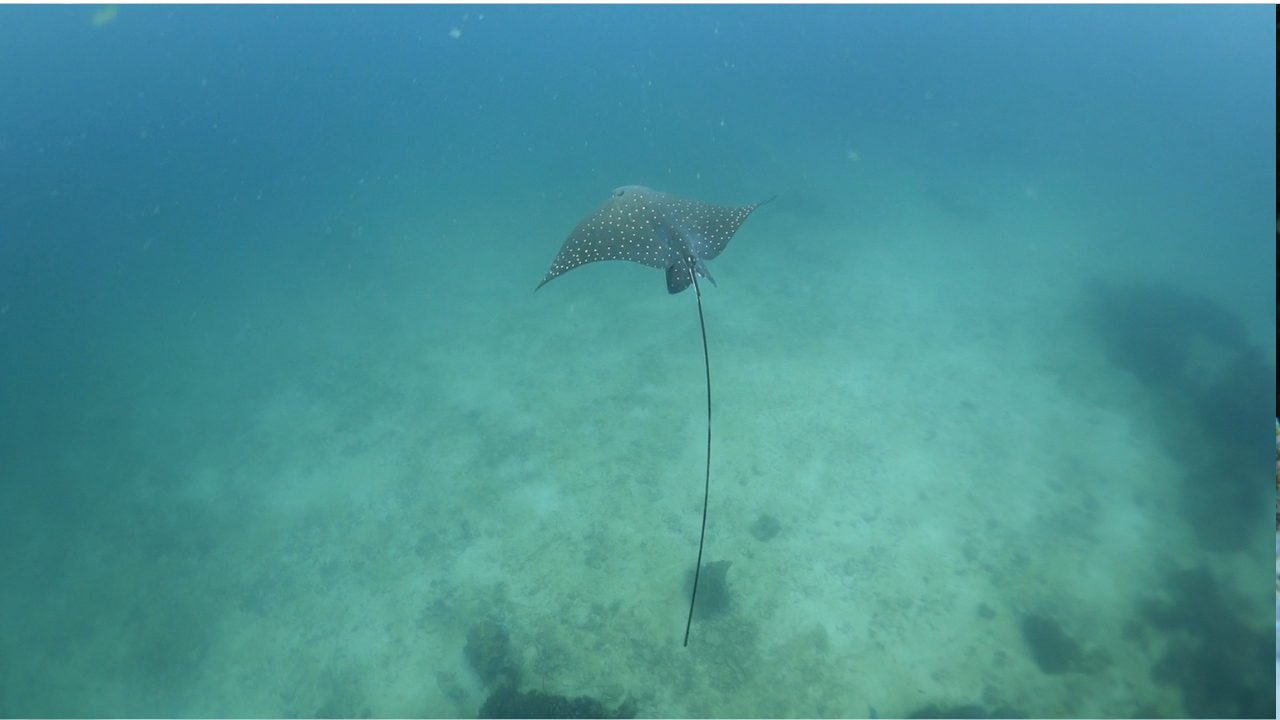 Eagle ray encounter