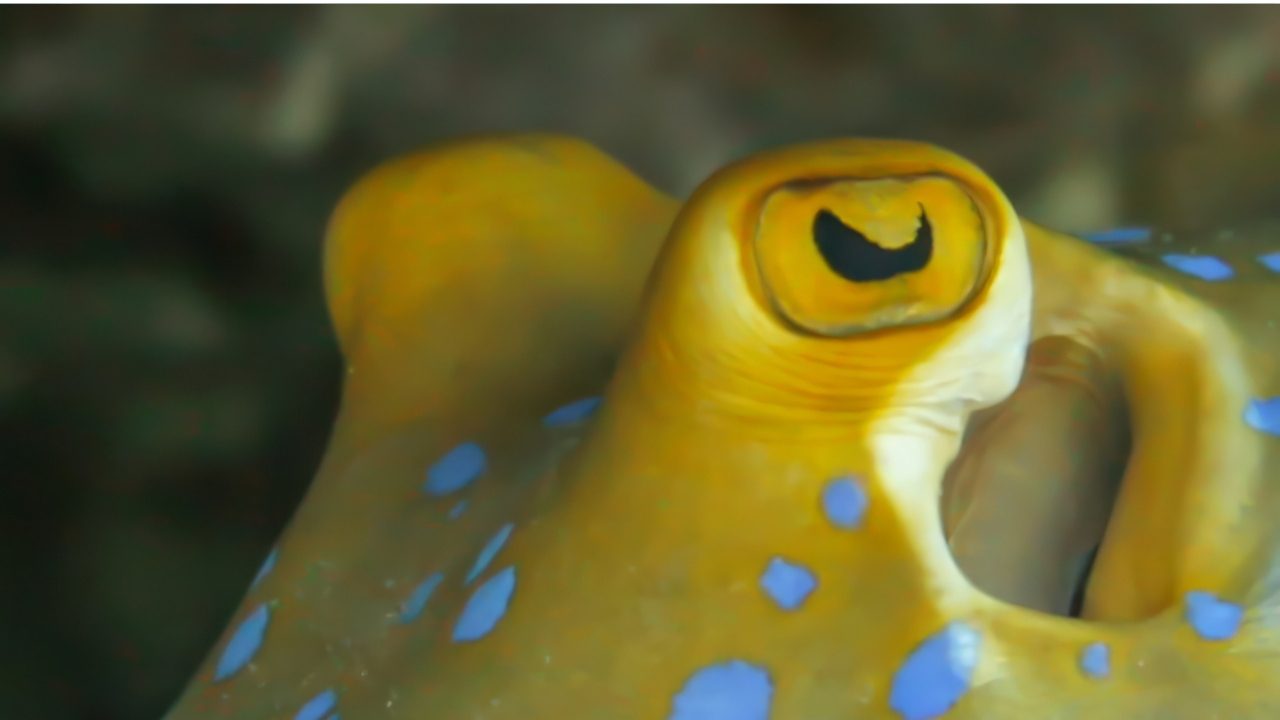 Blue-spotted ribbontail ray encounter