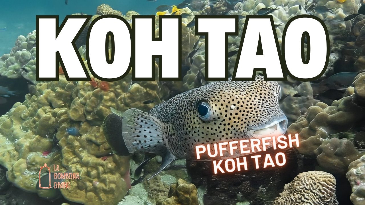 Pufferfish Koh Tao