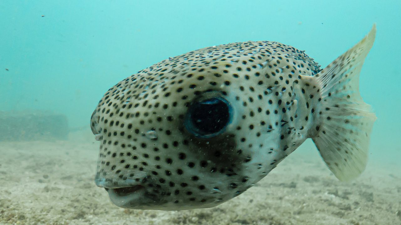 Diving with pufferfish species around Koh Tao
