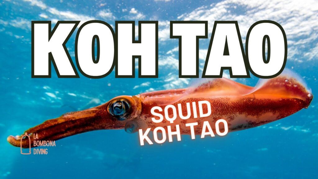 Squid Koh Tao