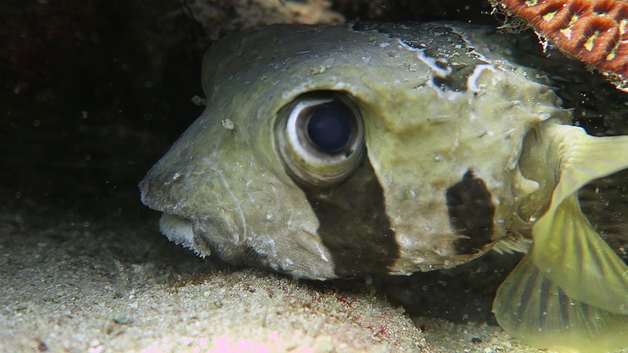 Pufferfish encounter during diving in Koh Tao