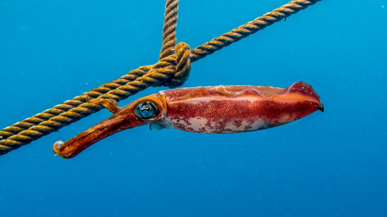 Squid Koh Tao diving encounter