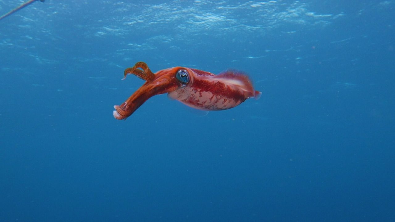 Night diving for squid in Koh Tao waters