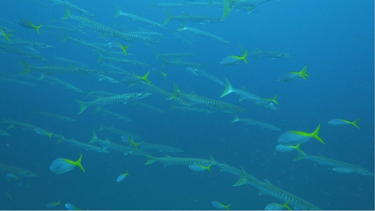 Barracuda school underwater in Koh Tao