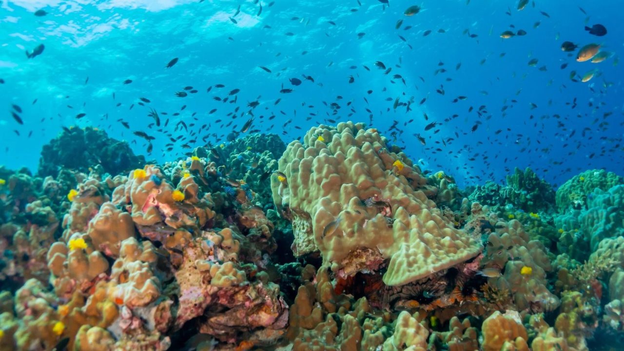 Divers exercising underwater burning calories