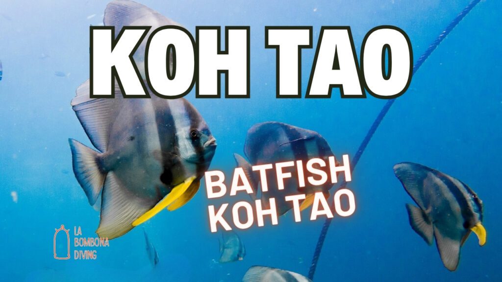 Batfish Koh Tao