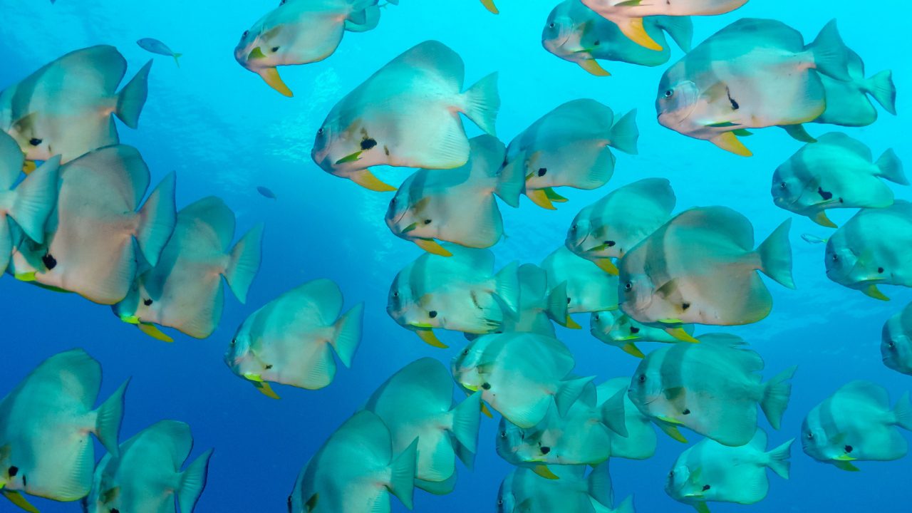 Batfish Koh Tao underwater encounter