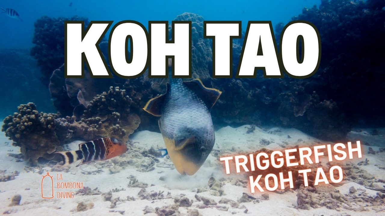 Pez ballesta Koh Tao