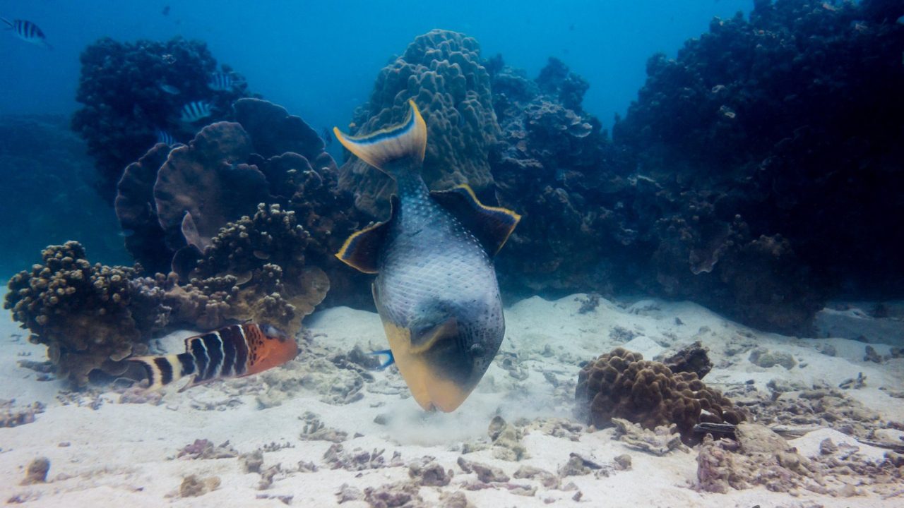 Yellow-Margin Triggerfish in Koh Tao waters