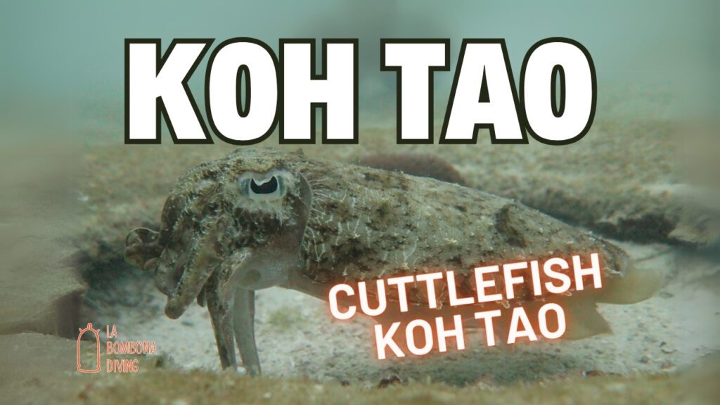Cuttlefish Koh Tao