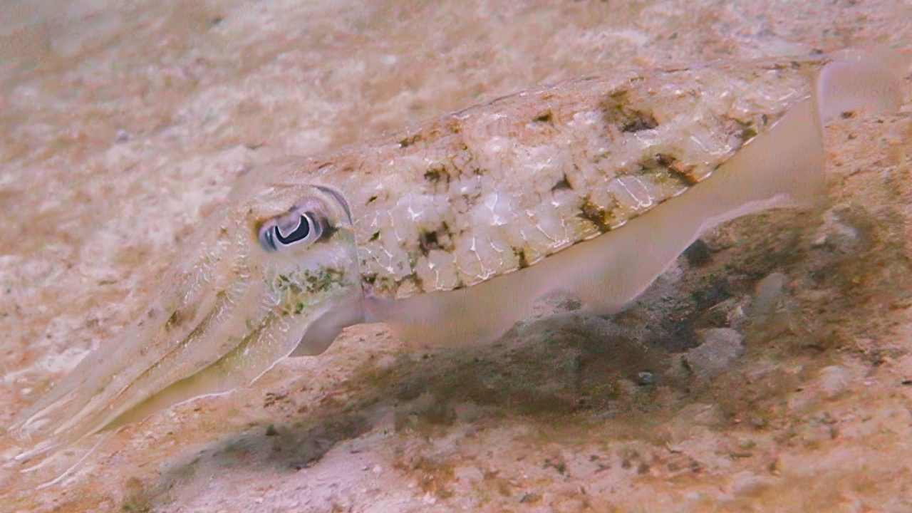 Cuttlefish underwater in Koh Tao waters