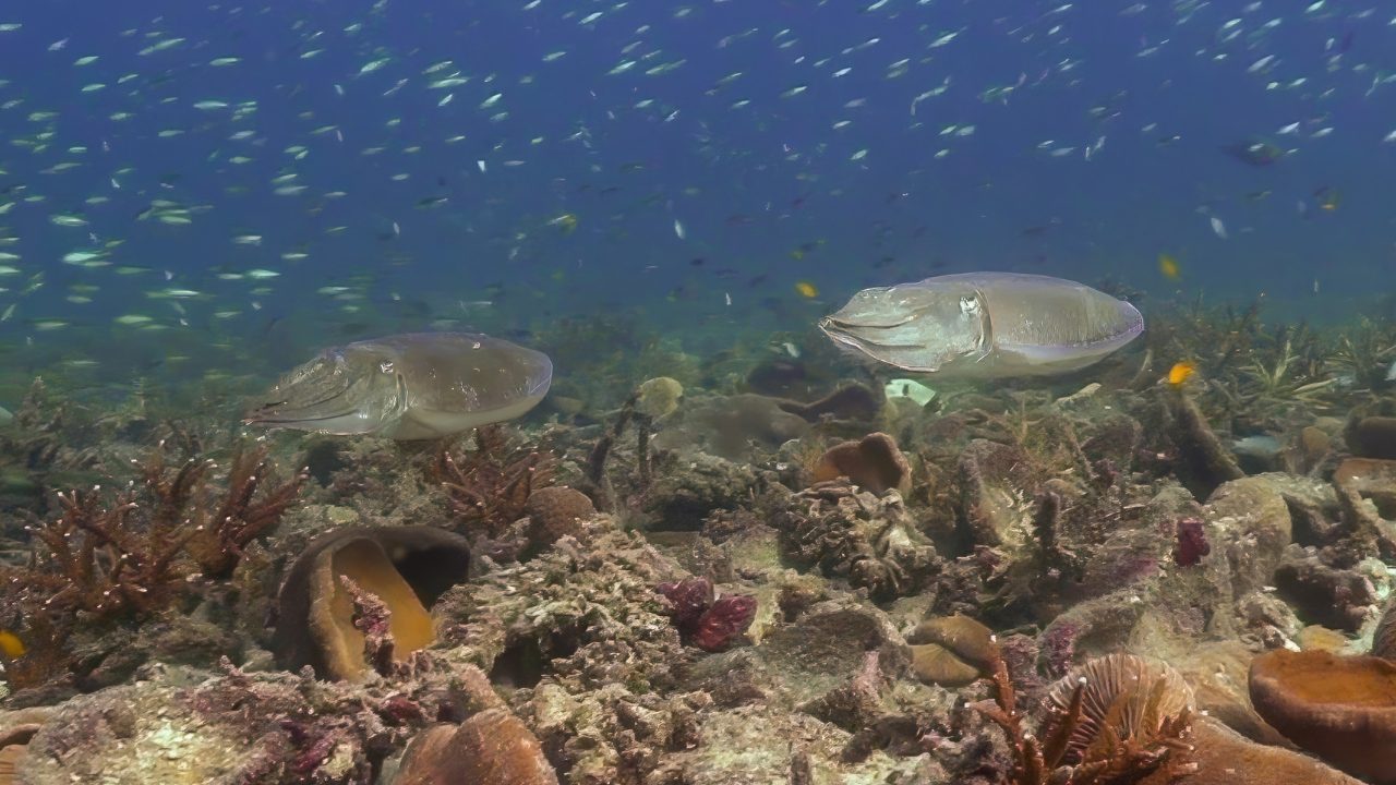 Cuttlefish displaying camouflage behavior in Koh Tao