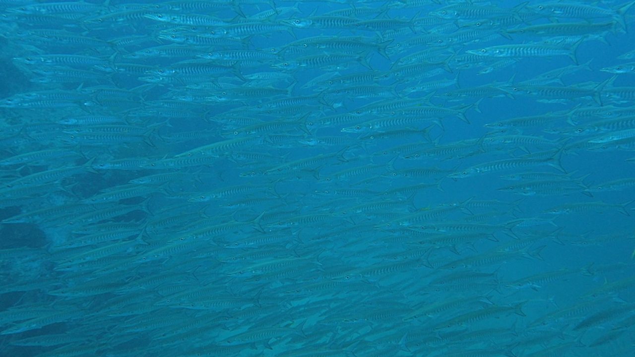 Diver observing barracuda school in Koh Tao waters