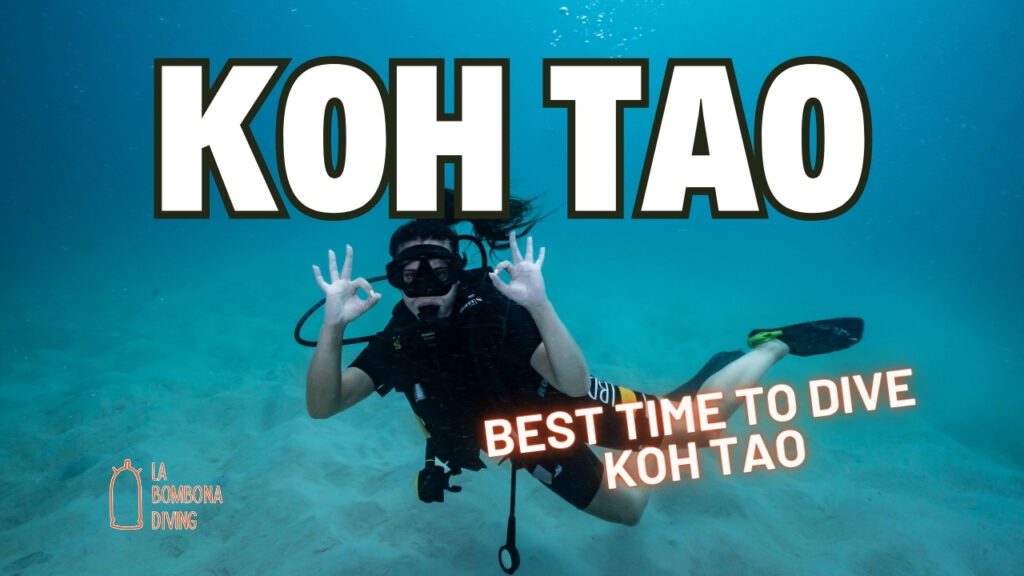 Best Time To Dive Koh Tao