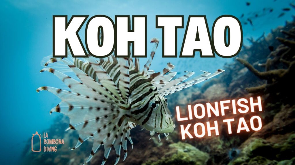 Lionfish Koh Tao