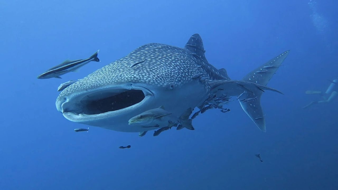 Seasonal diving in Koh Tao