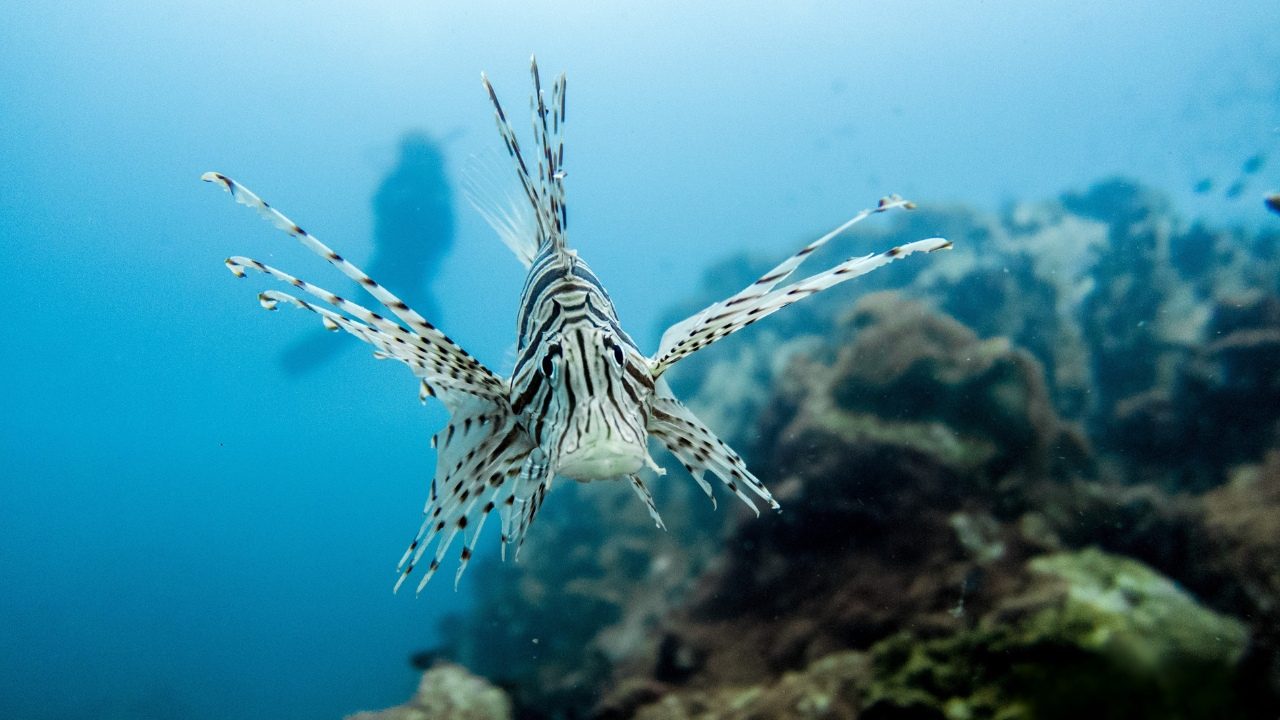 Lionfish in Koh Tao waters