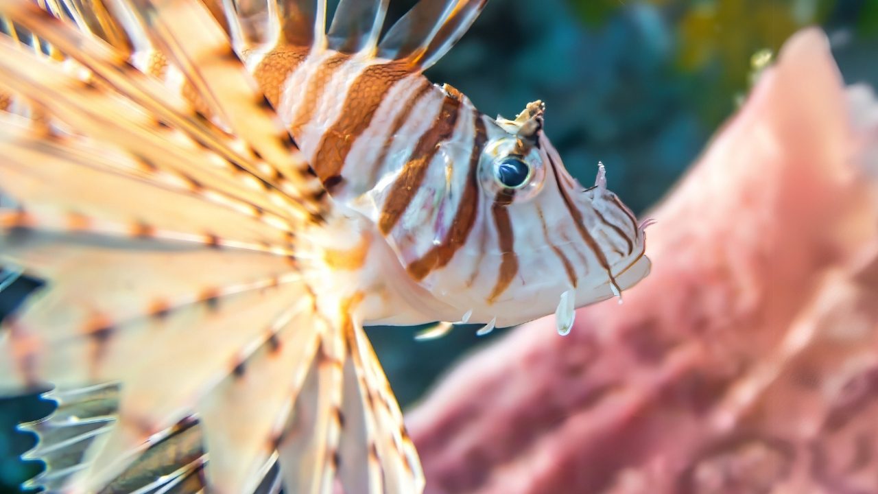 Lionfish hunting behavior