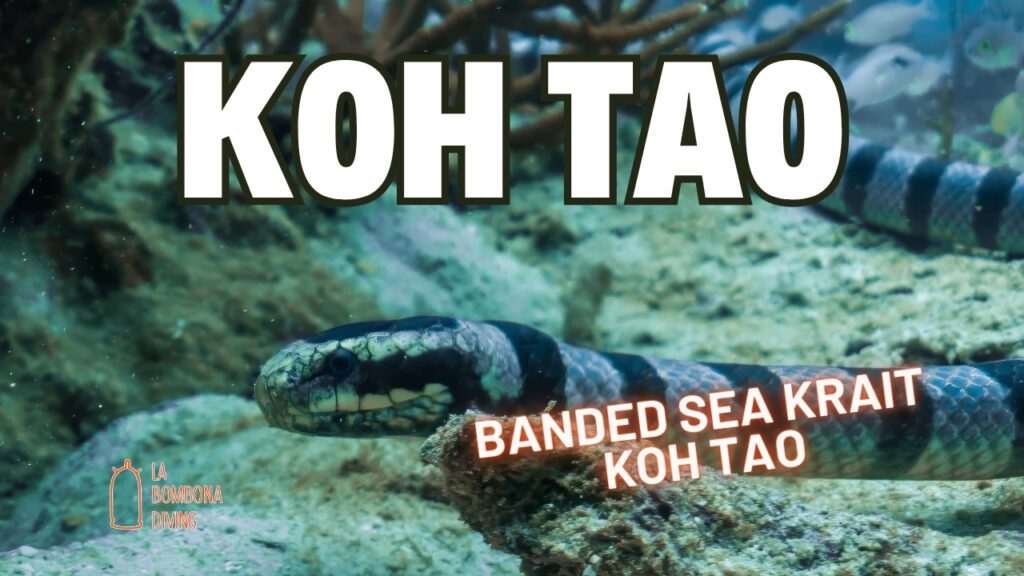 Banded Sea Krait Koh Tao