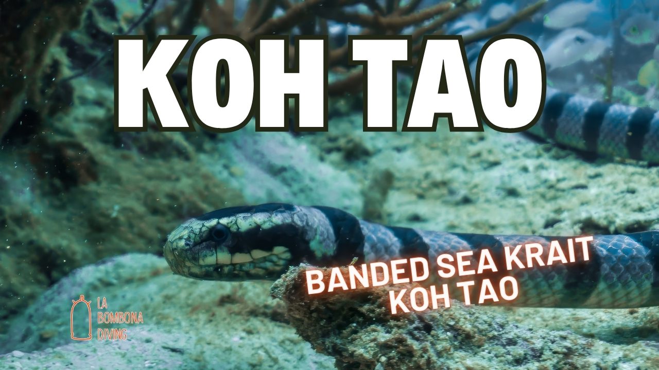 Banded Sea Krait Koh Tao